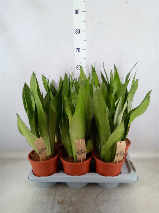 <h4>Sansevieria trifa. 'Moonshine'</h4>