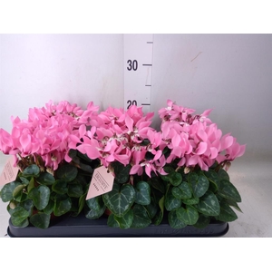 Cyclamen KL 'Petticoat'