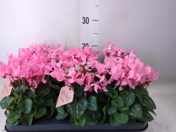 <h4>Cyclamen KL 'Petticoat'</h4>
