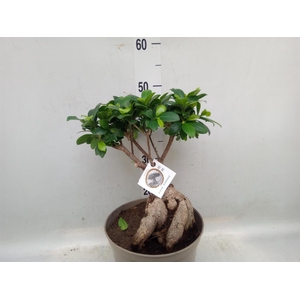 Ficus microcarpa 'Ginseng'