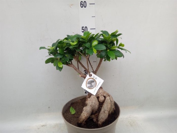 <h4>Ficus microcarpa 'Ginseng'</h4>