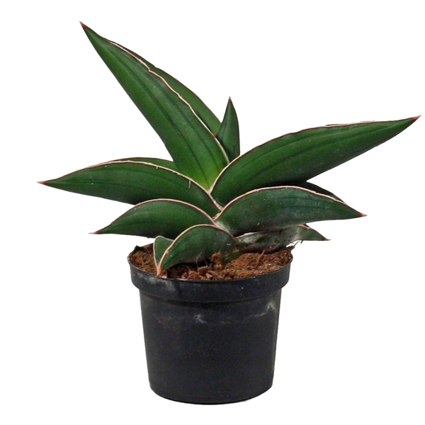 <h4>Sansevieria Samurai 9 cm</h4>