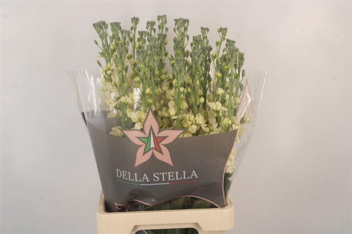 <h4>MATTH PHANT CREAM</h4>