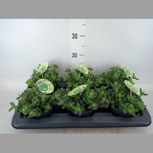 Delosperma echinatum