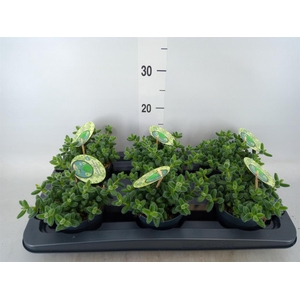 Delosperma echinatum