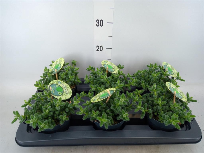 Delosperma echinatum