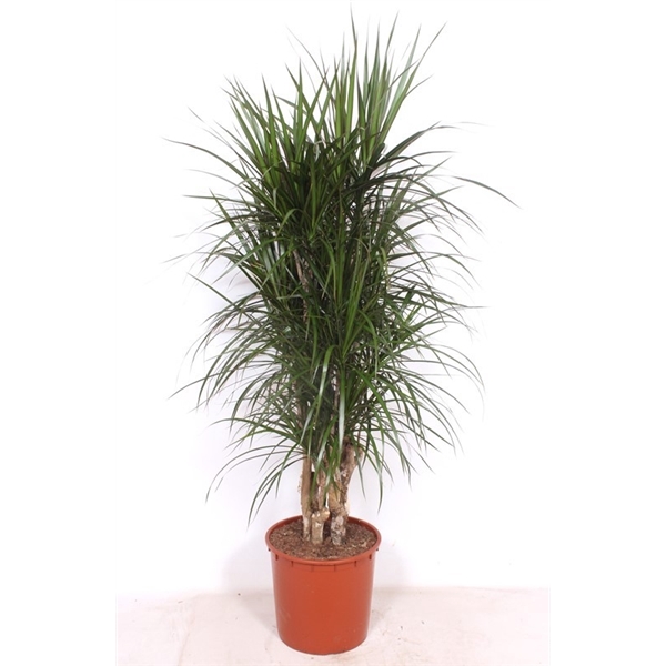 <h4>Dracaena marginata</h4>