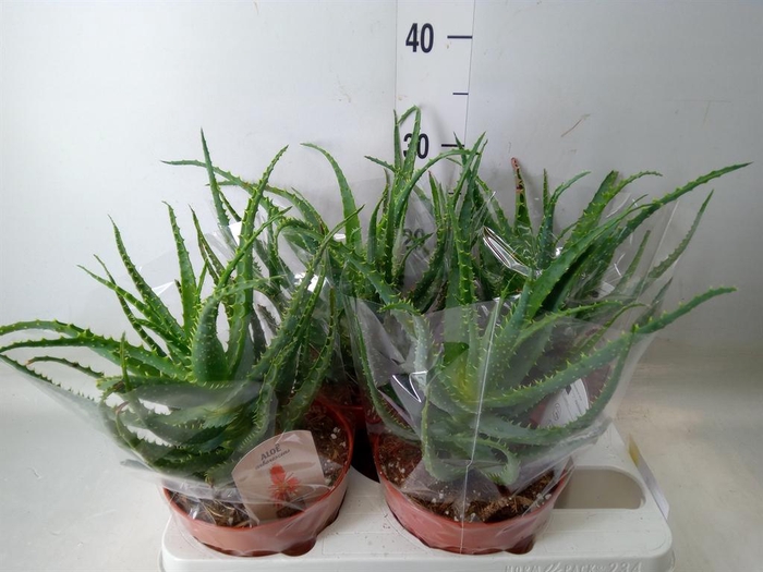 <h4>Aloe arborescens</h4>