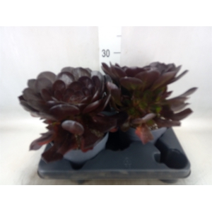 xSemponium 'Destiny'