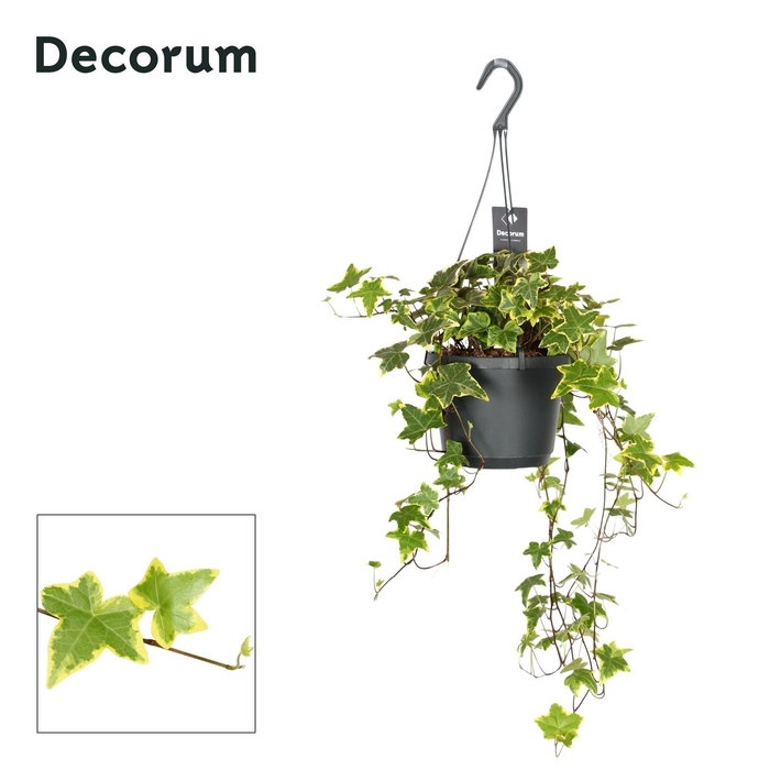 <h4>Hedera Helix Yellow Ripple</h4>