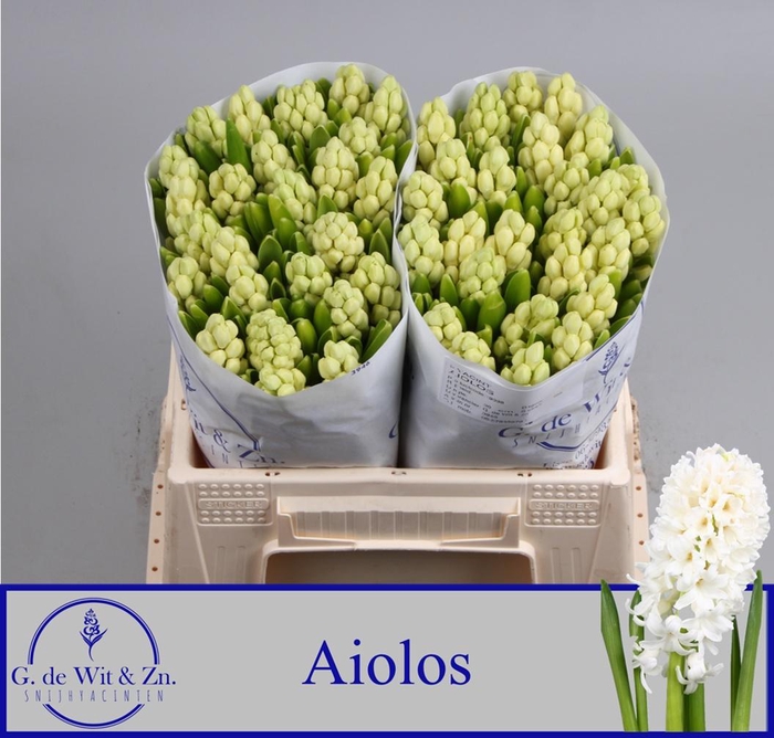 <h4>HYAC AIOLOS</h4>