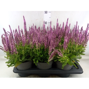 Salvia nemorosa   ...