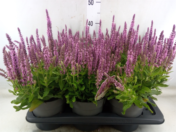 <h4>Salvia nemorosa   ...</h4>