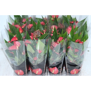 ANTHURIUM MINI MILLION FLOWERS P09