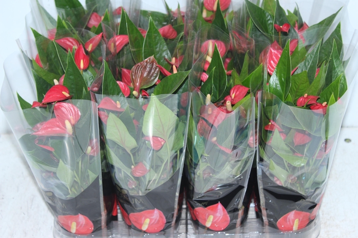 <h4>ANTHURIUM MINI MILLION FLOWERS P09</h4>