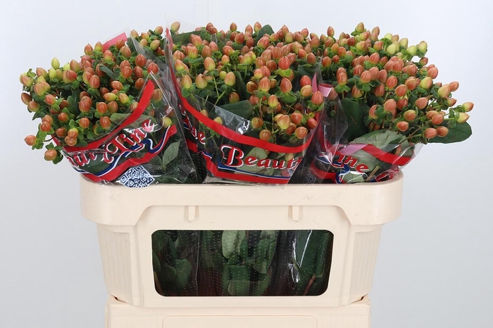 <h4>Hyp Globo Coral</h4>