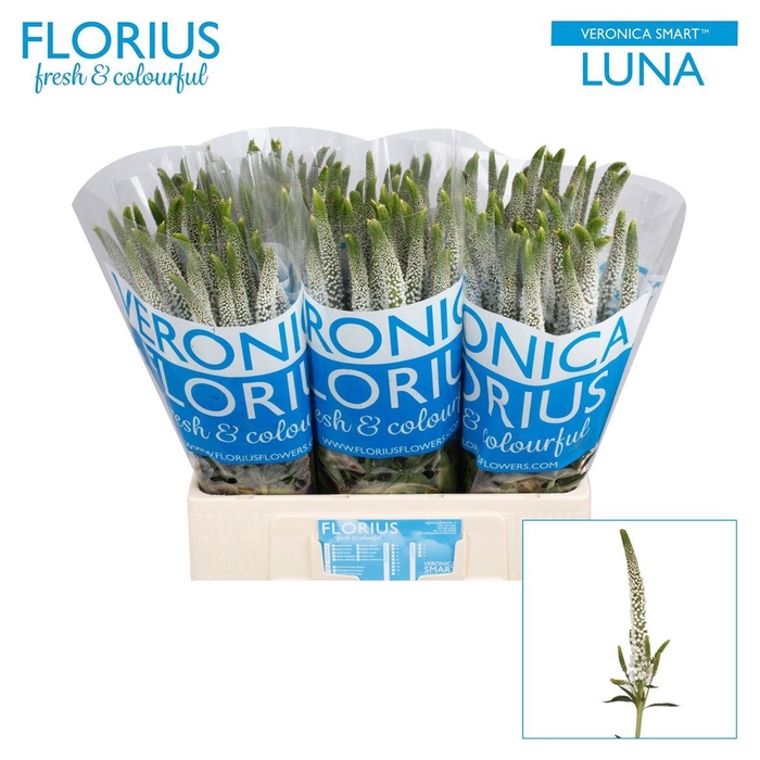 Veron Smart Luna Wit