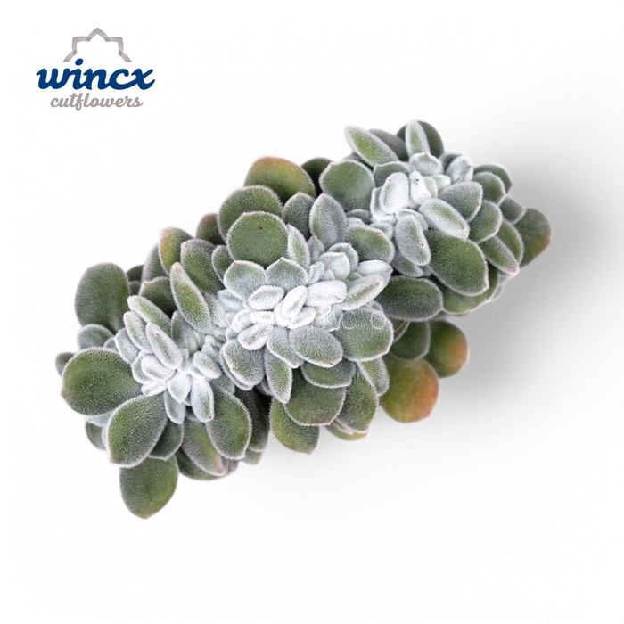 <h4>Echeveria Frosty Cristata Cutflower Wincx-10cm</h4>