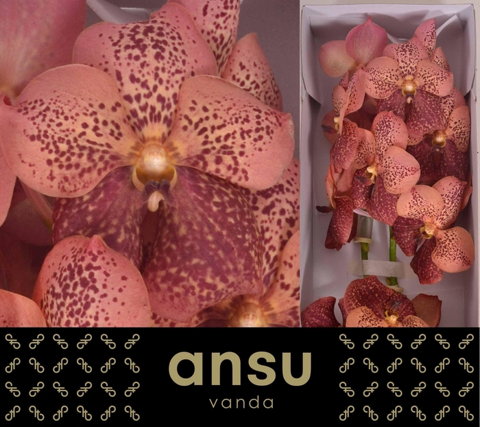 <h4>Vanda Sunanda Leopard Coral</h4>