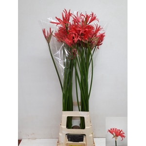 NE BO EL CORAL CHARM