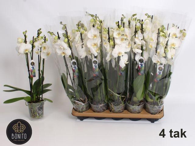 <h4>Phal An Nottingham</h4>