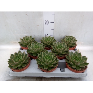 Echeveria   ...not flowering