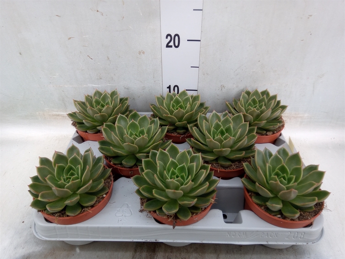 <h4>Echeveria   ...not flowering</h4>