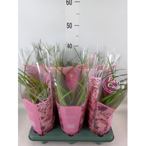 Tillandsia cyanea 'Vincent'