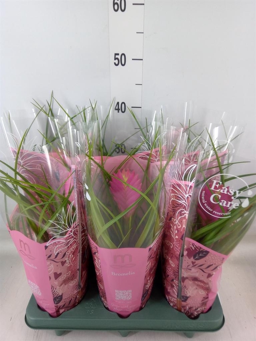 <h4>Tillandsia cyanea 'Vincent'</h4>