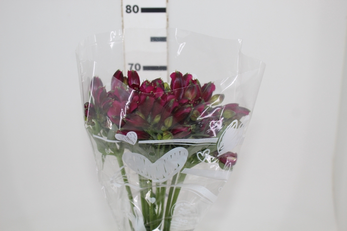 <h4>ALSTROEMERIA NAPOLI 080 CM</h4>