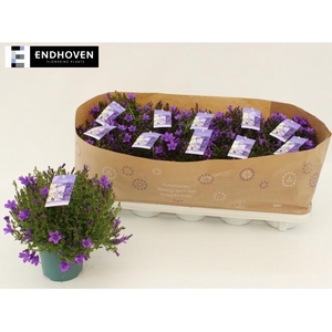 CAMP PORTENSCHLAGIAN