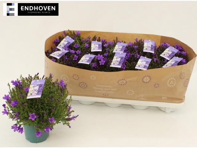 <h4>CAMP PORTENSCHLAGIAN</h4>