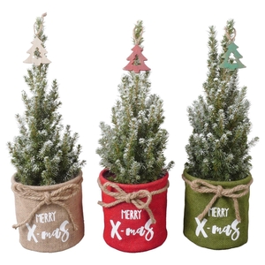 Picea glauca 'Conica'