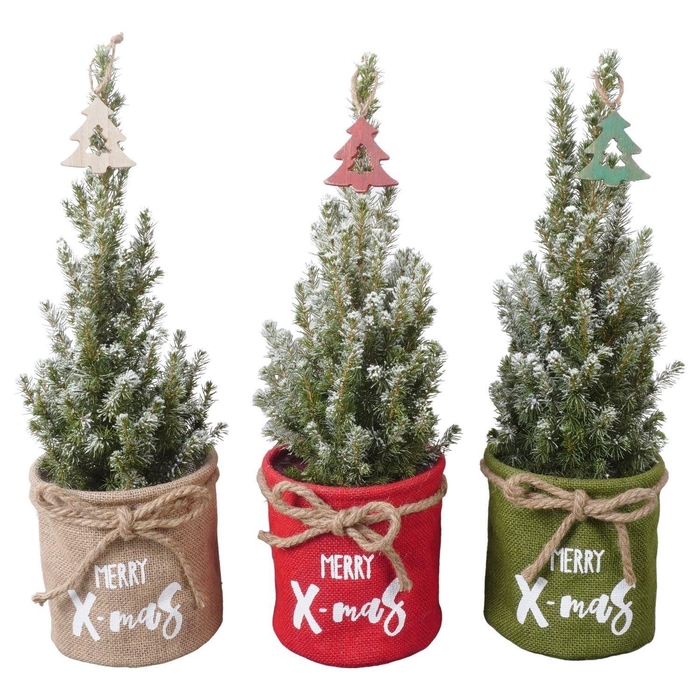 <h4>Picea glauca 'Conica'</h4>