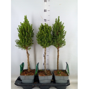Picea glauca 'Perfecta'