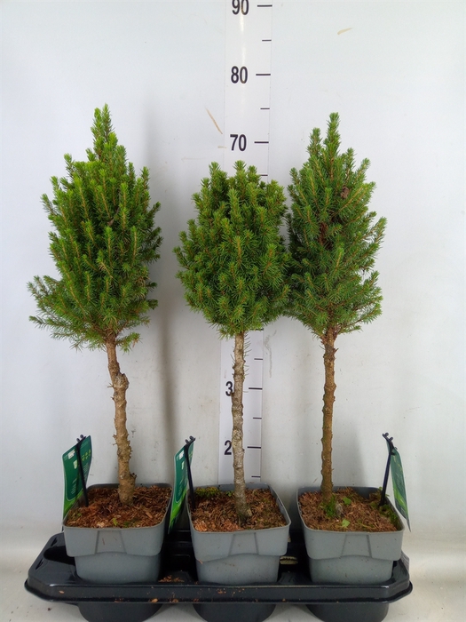 <h4>Picea glauca 'Perfecta'</h4>