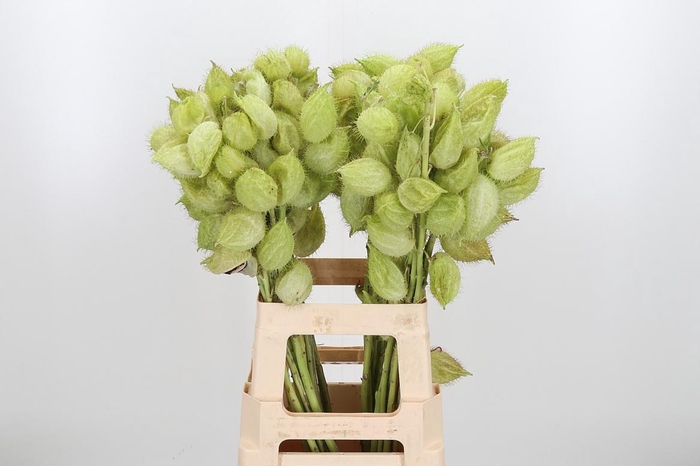 <h4>Asclepia Moby Dick</h4>