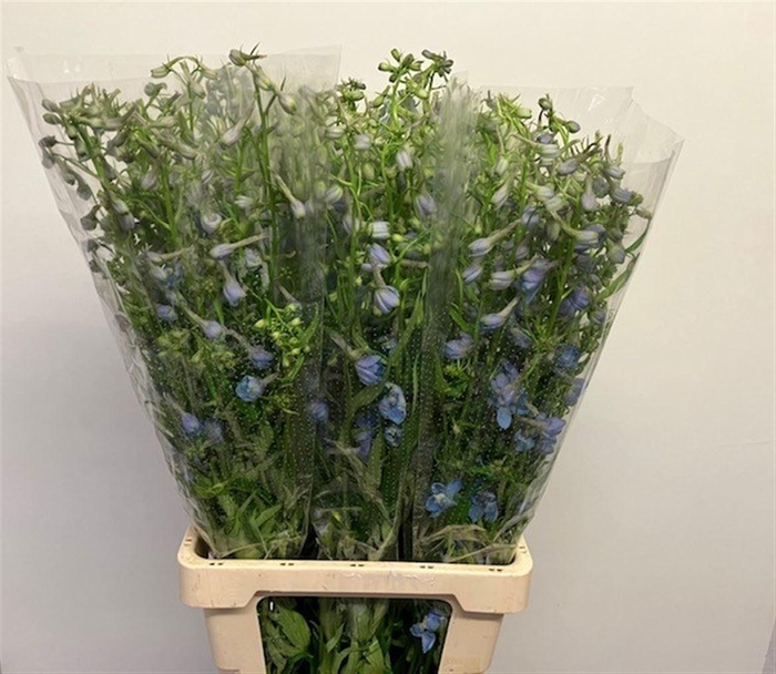 <h4>Delph En Sky Waltz</h4>