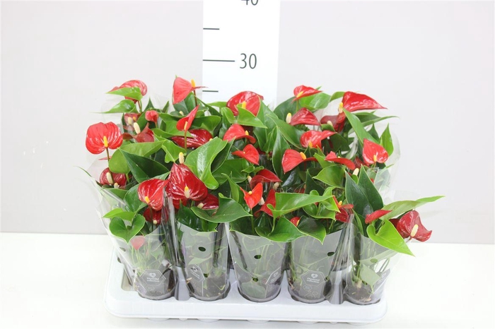 <h4>Anth An Rood Mini A2</h4>