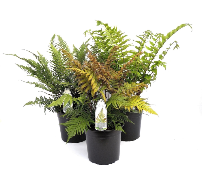 <h4>Varens gemengd</h4>