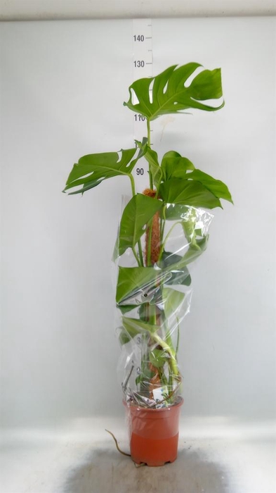 <h4>Monstera delic.</h4>