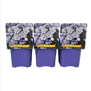 Agapanthus