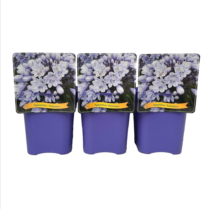 <h4>Agapanthus</h4>
