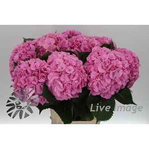 Hydrangea elbtal pink