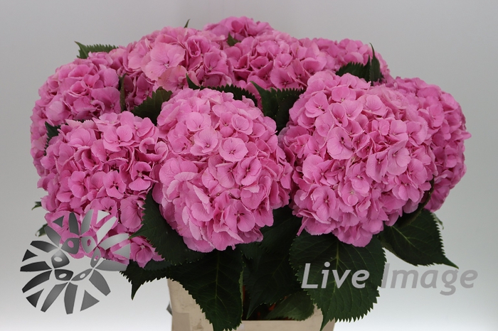 <h4>Hydrangea elbtal pink</h4>