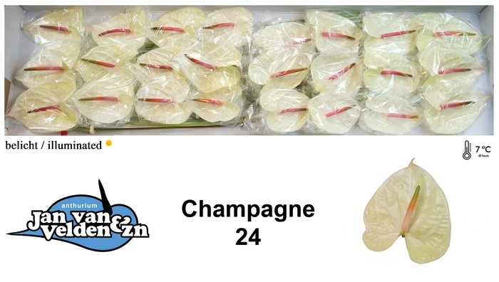 <h4>Anthurium Champagne</h4>