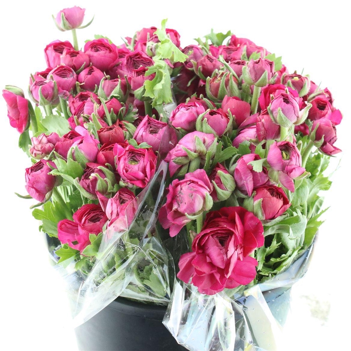 <h4>Ran El Hot Pink Extra</h4>