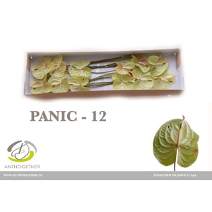 Anthurium Panic