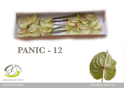 <h4>Anthurium Panic</h4>