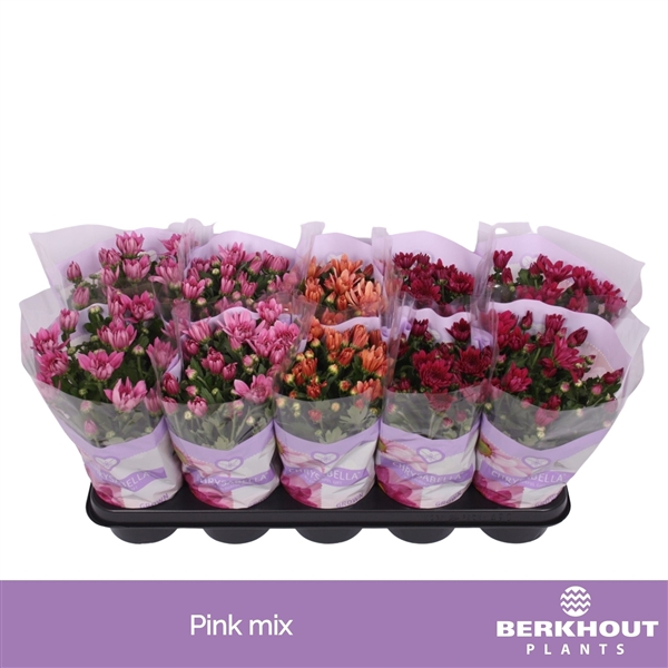 <h4>Chrysanthemum  Indicum Pink mix</h4>